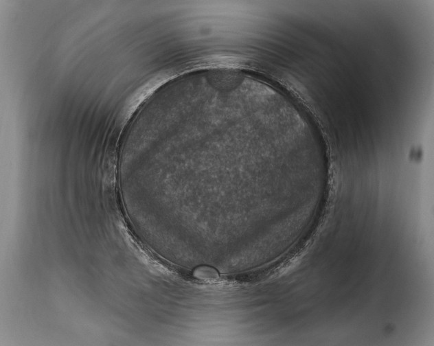 X0000115361081200911241211