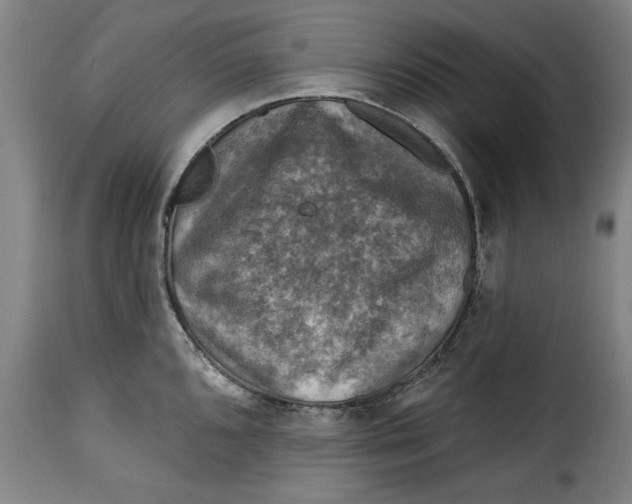 X0000115361096200911241210