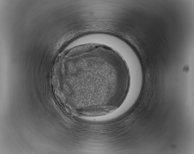 X0000115370685200911241241