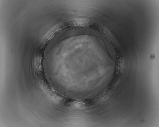 X0000115370696200911241241