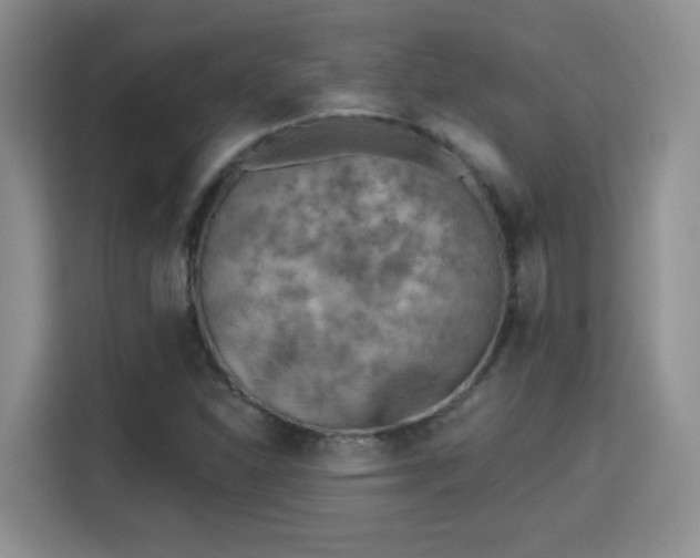 X0000115381310200911101258