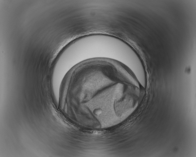 X0000115380060200912011215