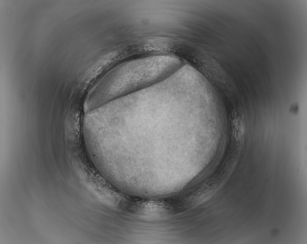 X0000115380308200912011212