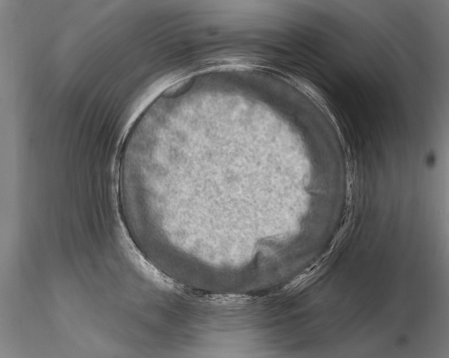 X0000115380859200912011203