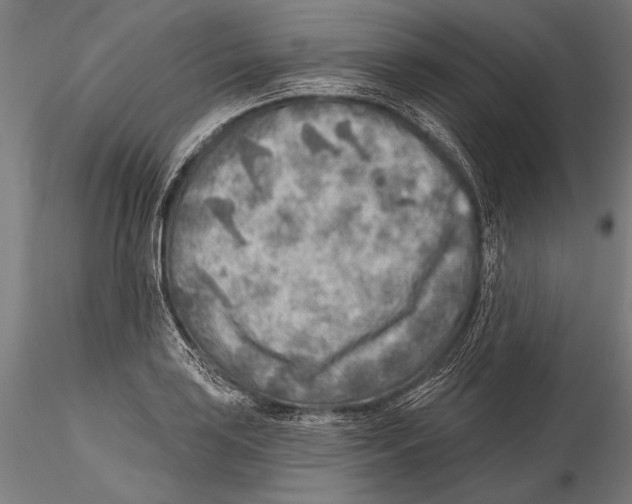 X0000115381035200912011200