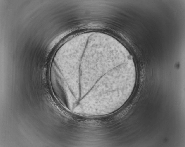 X0000115381066200912011200