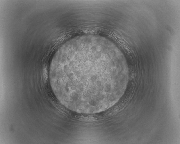 X0000115381106200912151433