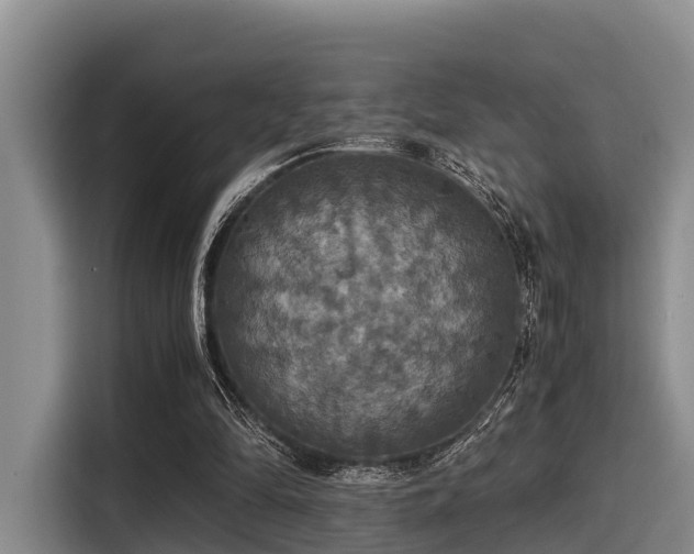 X0000115390294200911101458