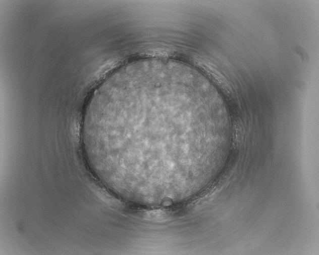 X0000115390309200911171502