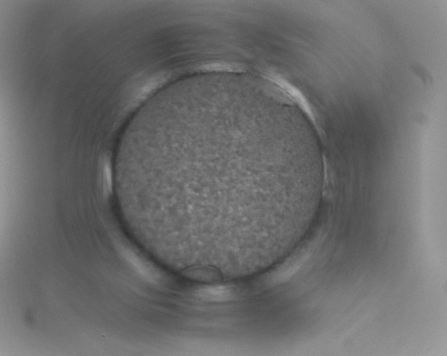 X0000115390061200911241254