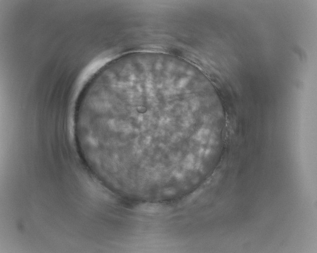 X0000115390294200911241251