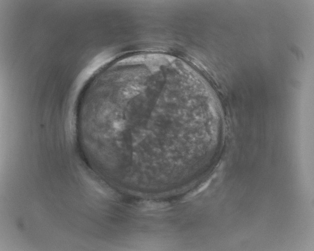 X0000115390343200911241250