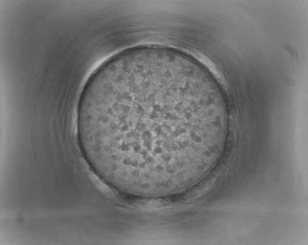 X0000115390791200911241245