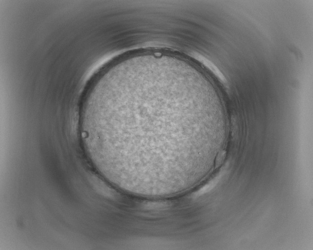 X0000115391021200911241242