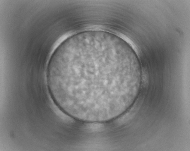 X0000115391090200911241241