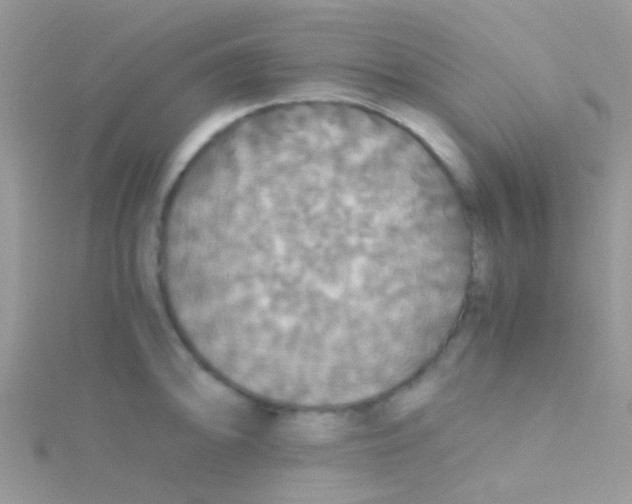 X0000115391094200911241241