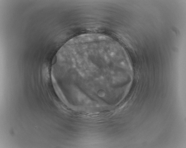 X0000115391106200911241241