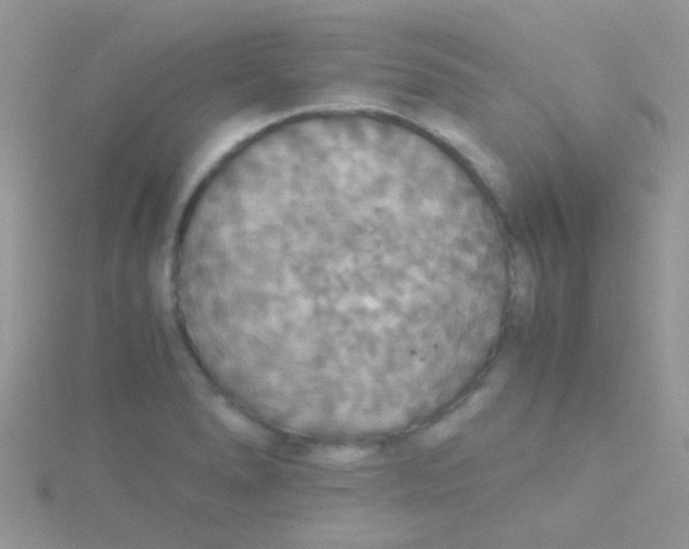 X0000115391278200911241239