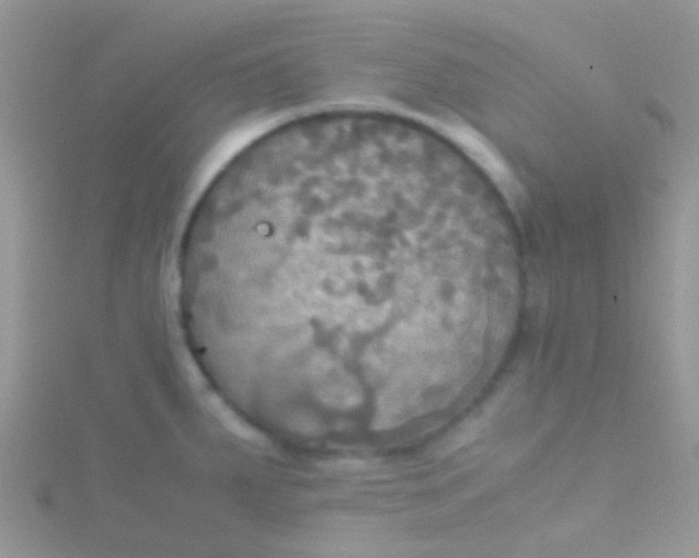 X0000115391287200911241239