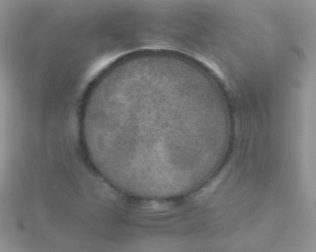 X0000115391311200911241238