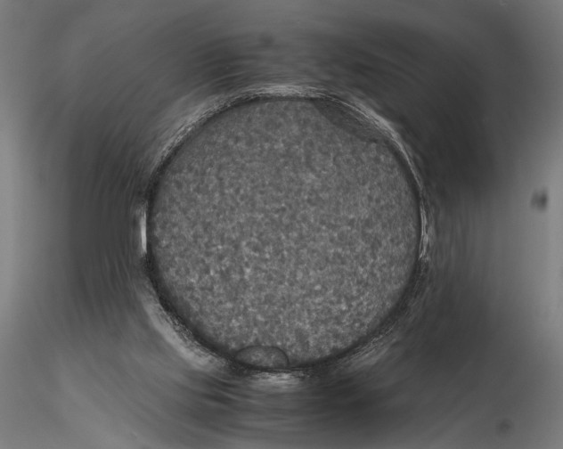 X0000115390061200912011238