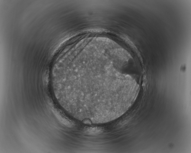 X0000115390063200912011238