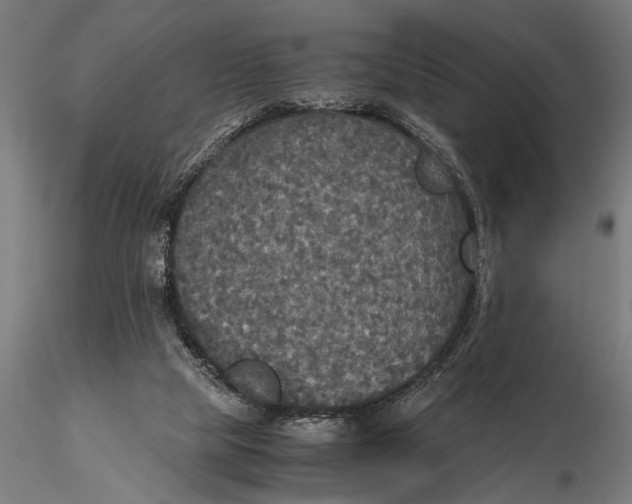 X0000115390065200912011238