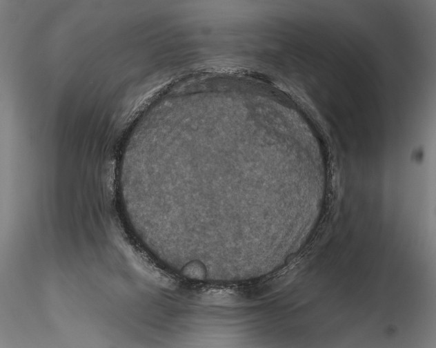 X0000115390066200912011238