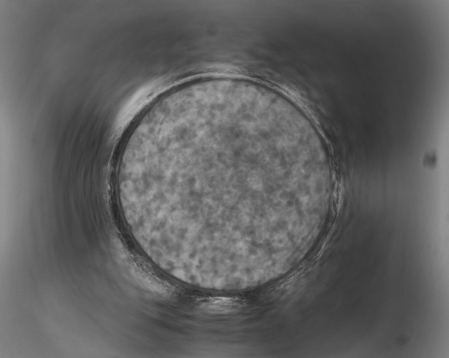 X0000115390151200912011236