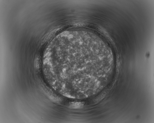 X0000115390161200912011236