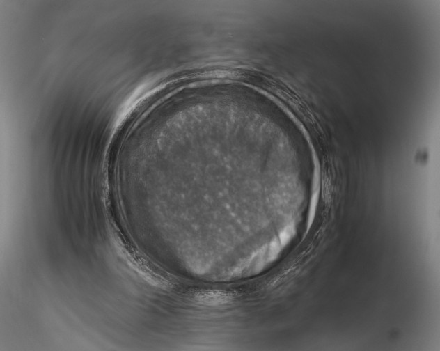 X0000115390198200912011236