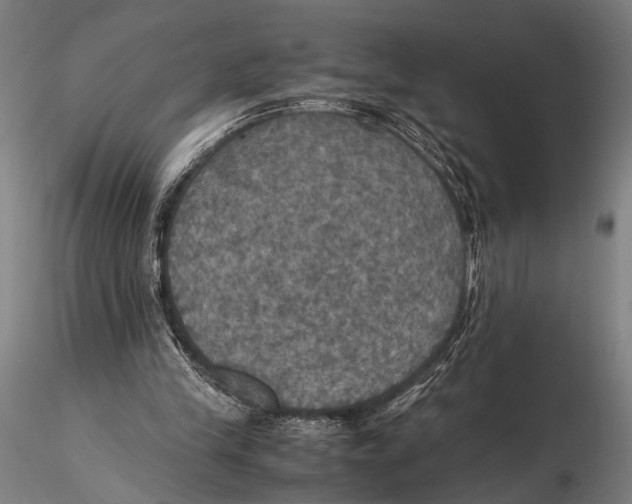 X0000115390245200912011235