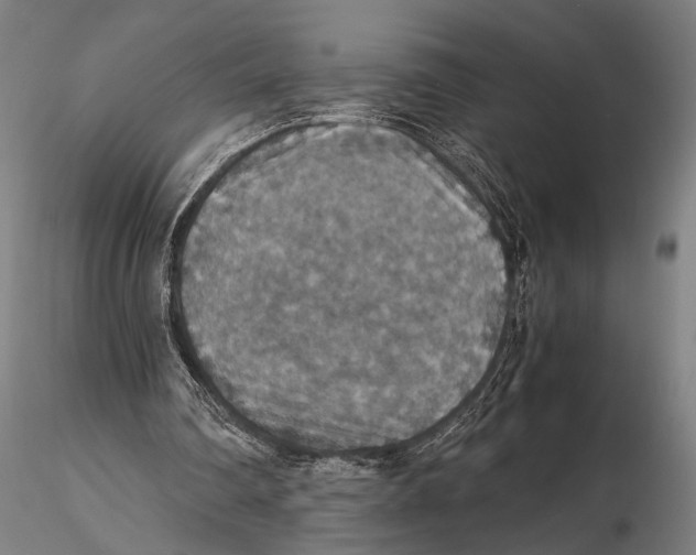 X0000115390290200912011235