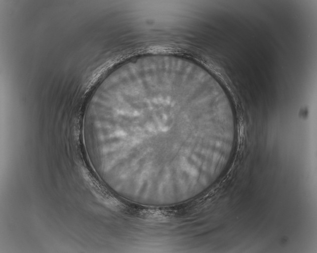 X0000115390297200912011234