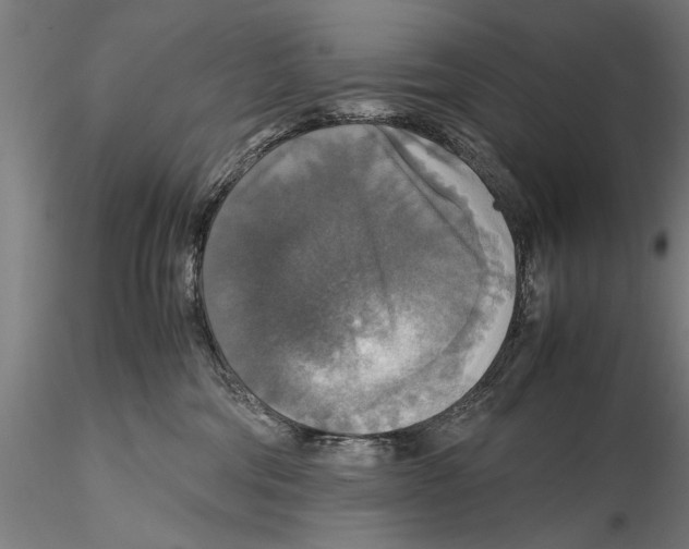 X0000115390330200912011234