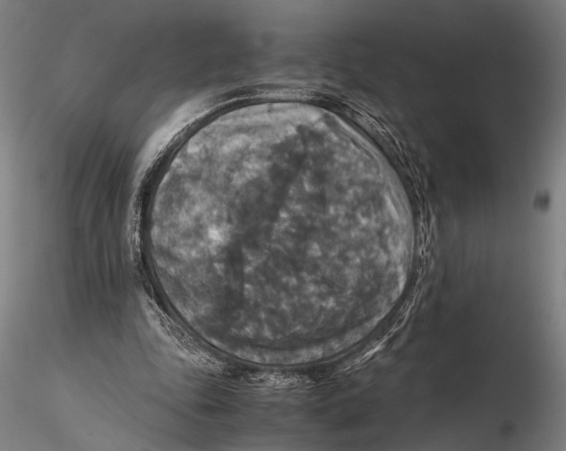 X0000115390343200912011233