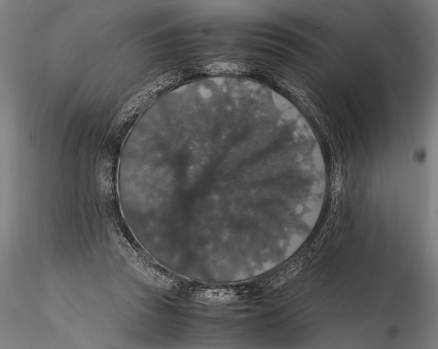 X0000115390353200912011233