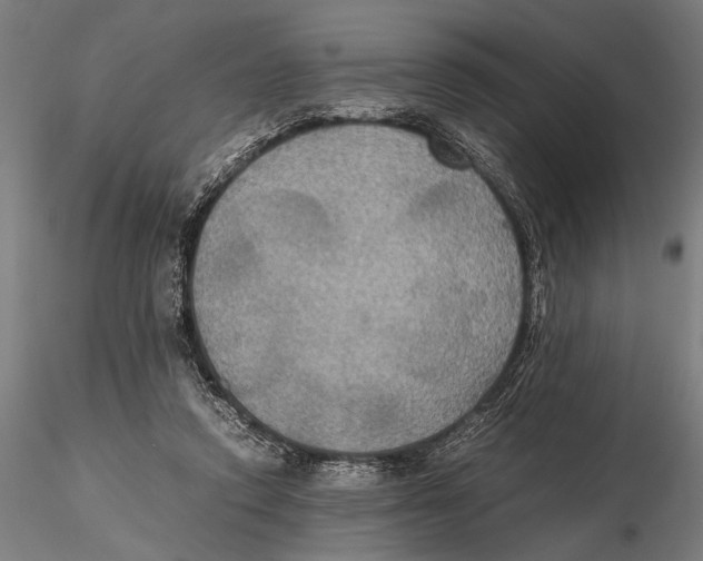 X0000115390354200912011233