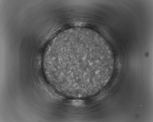 X0000115390363200912011233