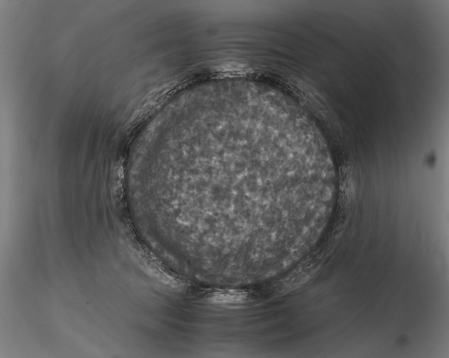 X0000115390369200912011234