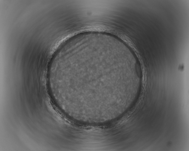 X0000115390434200912011232