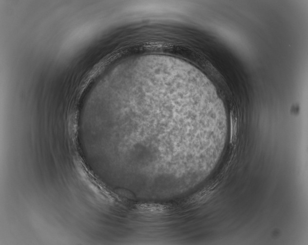 X0000115390435200912011232