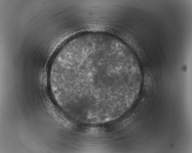 X0000115390584200912011230