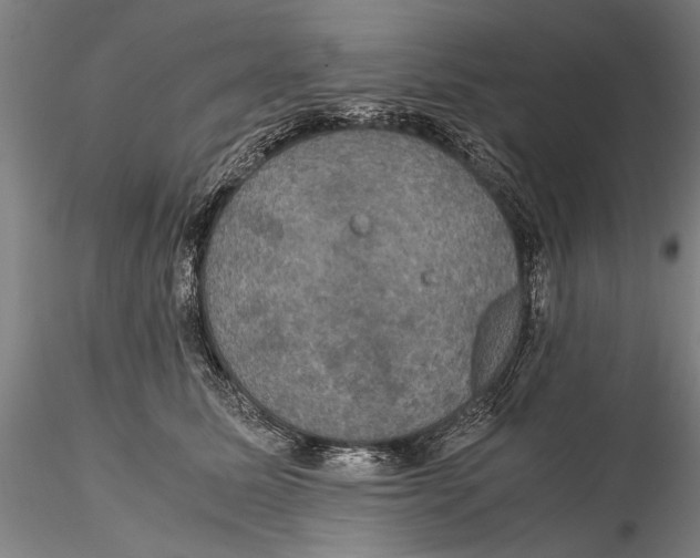 X0000115390611200912011230