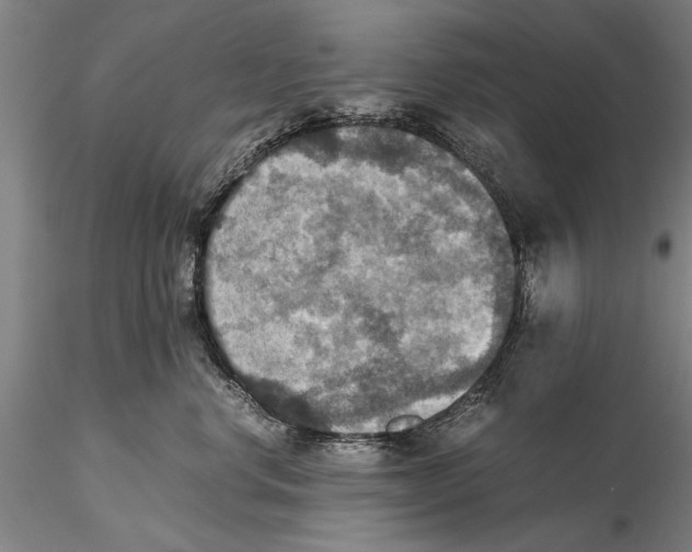 X0000115390668200912011230