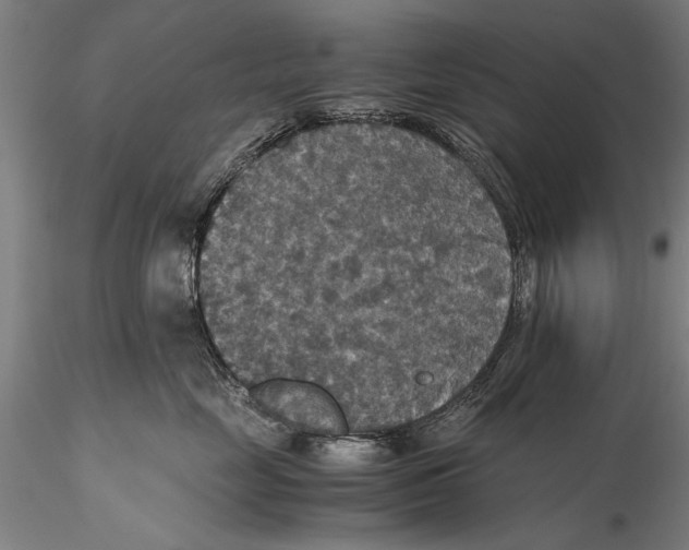 X0000115390669200912011230