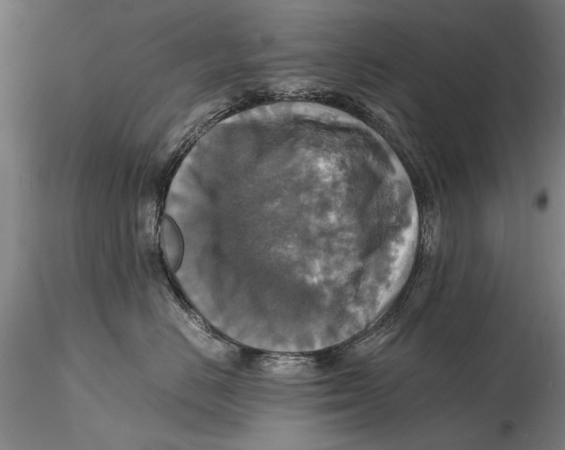 X0000115390670200912011230