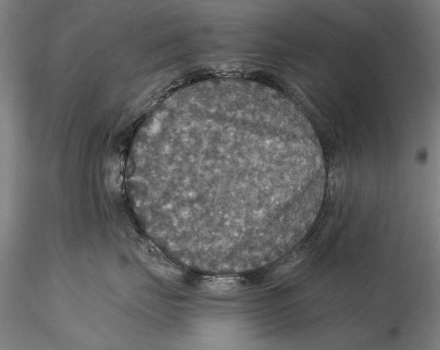 X0000115390671200912011230