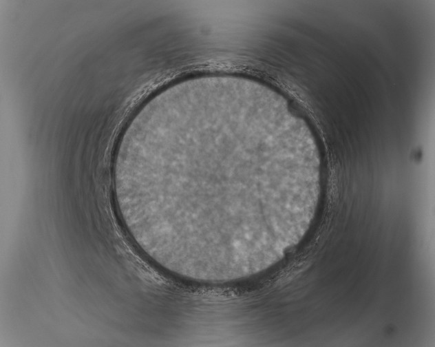 X0000115390673200912011229