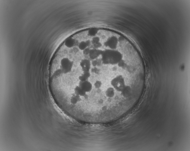 X0000115390903200912011225